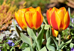 tulips, flowers, leaves, spring, nature wallpaper