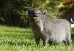 wild boar, grass, happy, wild, pig, animals wallpaper
