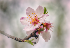 flowering, spring, tree, flowers, nature, macro wallpaper
