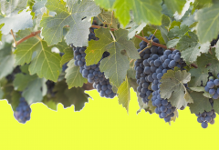 grapes, leaves, blue grapes, nature, food wallpaper