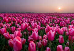 tulips, field, flowers, nature, sunset wallpaper