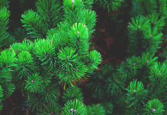 nature, branches, needle, spruce wallpaper