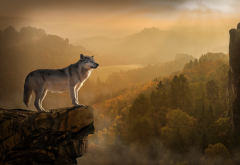 animals, predator, wolf, nature, rocks, forest, twilight wallpaper