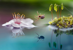 macro, nature, moss, sprouts, flower, spider, reflection, animals, insects wallpaper