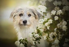 animals, dog, bush, bloom, flowers wallpaper