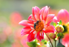 macro, flowers, dahlia, buds, bee, nature, animals, insect wallpaper