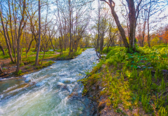 stream, nature, spring, forest wallpaper