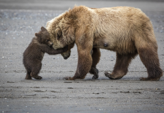 animals, bear, bear cub, cub, brown bear wallpaper
