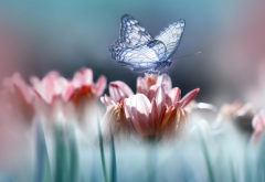 nature, macro, flowers, butterfly, insects, animals wallpaper