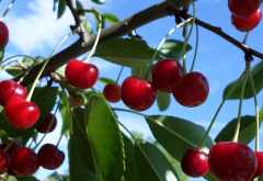 cherry, food, tree, nature wallpaper