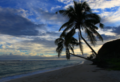 lalomanu beach, samoa, beach, island, nature, laloman, asylum, palm tree, sea, ocean,  wallpaper