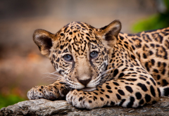 animals, predator, cub, leopard wallpaper