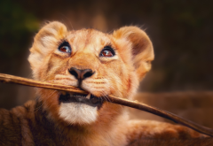 lion, cub, branch, muzzle, animals wallpaper