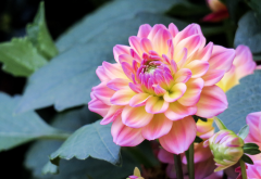 flowers, dahlia, buds, leaves, nature wallpaper