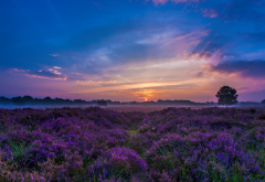 sunset, sky, field, flowers, nature, landscape, lavender wallpaper