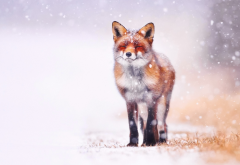 fox, red fox, winter, snow, art, animals wallpaper