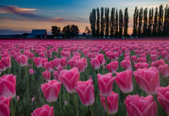 nature, spring, field, plantation, flowers, tulips, trees, sunset wallpaper