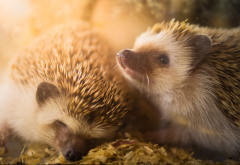hedgehog, animals, funny wallpaper