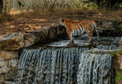 tiger, waterfall, zoo, animals wallpaper