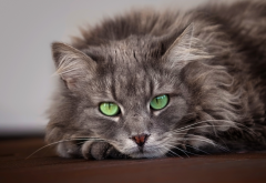 gray,cat, green eyes, animals, cat wallpaper