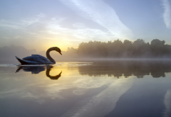 crime lake, fog, lake, reflection, bird, england, morning, swan, nature wallpaper