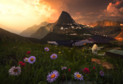nature, mountains, landscape, grass, flowers, sunset, goat wallpaper