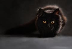 animals, cat, eyes, black cat wallpaper