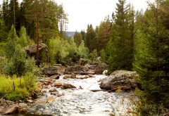 tributary, forest, river, norway, nature, rocks wallpaper