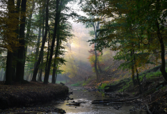 autumn, forest, sun rays, nature, river wallpaper