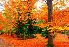 autumn, park, bench, tree, nature wallpaper