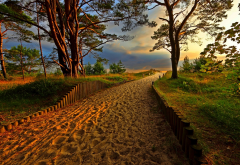 nature, landscape, coast, sand, trees, path, evening, sunset wallpaper