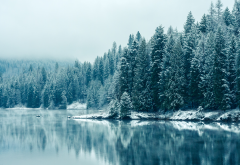 winter, snow, nature, lake, frost, tree wallpaper