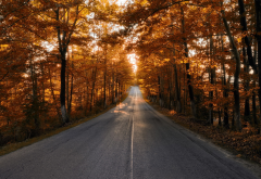 road, autumn, trees, leaf, nature wallpaper