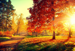 nature, autumn, park, trees, grass, path, sun rays wallpaper