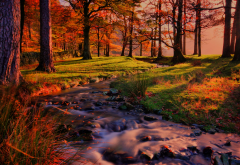nature, landscape, forest, autumn, stream, sunset wallpaper