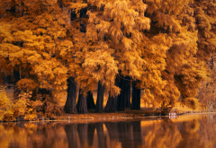 red, autumn, trees, nature, lake wallpaper