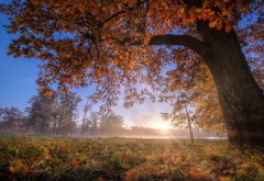 nature, autumn, landscape, park, tree, grass, leaves, pond, sun rays wallpaper