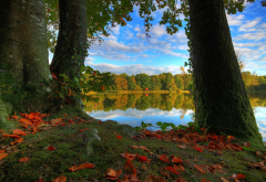 nature, landscape, autumn, tree, forest, lake, grass, leaves wallpaper