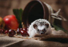 animals, hedgehog, pot, berries, cherry wallpaper