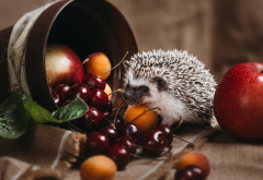 animals, hedgehog, pot, berries, apple, apricot, cherry, food wallpaper