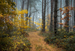 autumn, forest, path, trees, fog, nature wallpaper