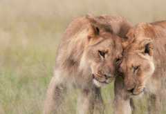 wildlife, africa, lion, lioness, tenderness, predators, animals wallpaper