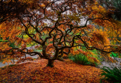 tree, branches, nature, autumn, leaves, leaf wallpaper