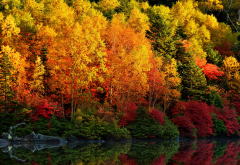 autumn, trees, nature, paint, forest wallpaper