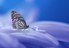 macro, flowers, petals, insect, butterfly, water drop, drop, animals, nature wallpaper