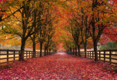autumn, alley, nature, park, trees, fencing, foliage wallpaper