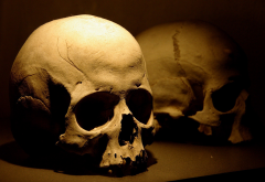 bones, skulls wallpaper