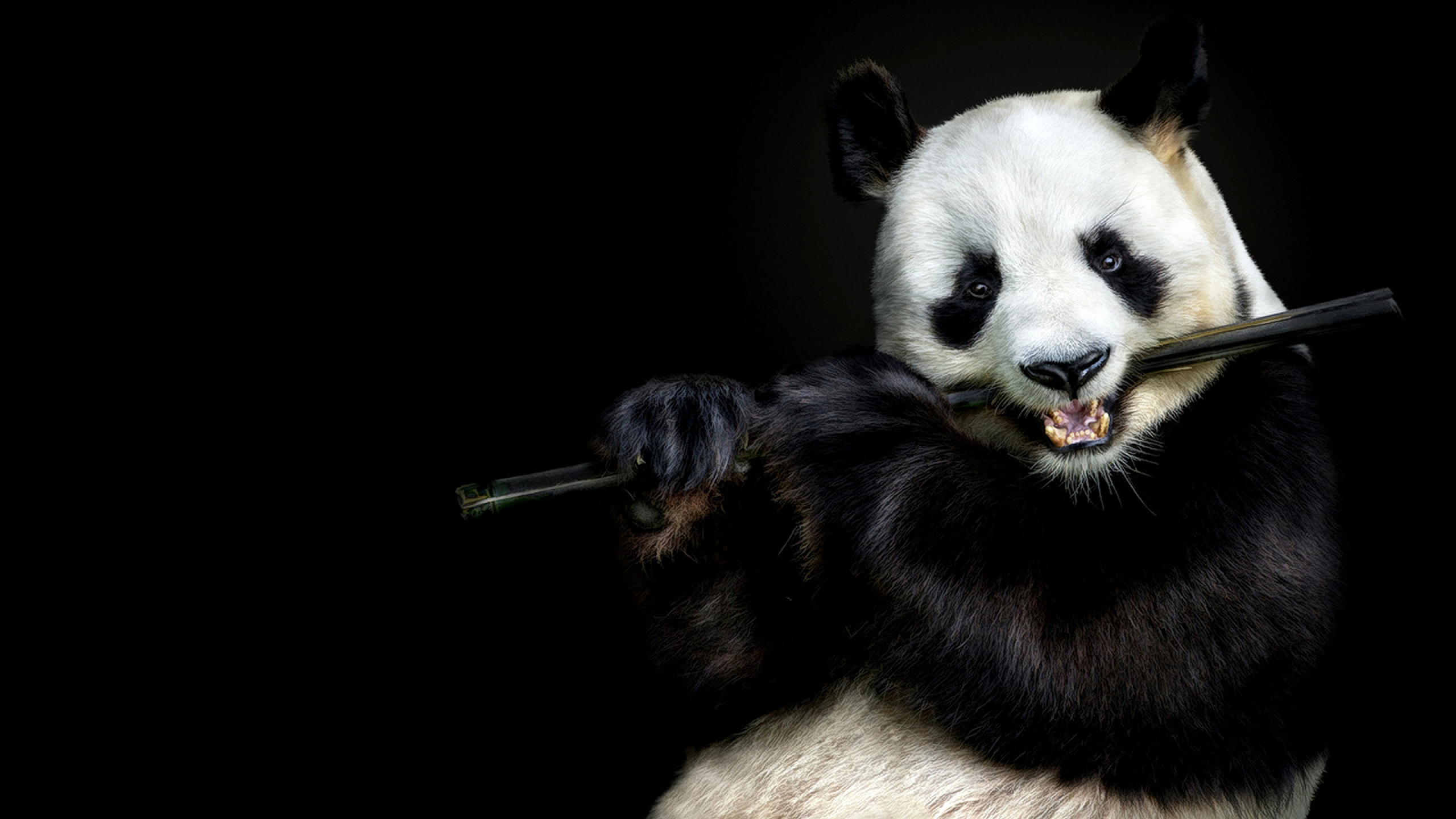 2560x1440 wallpaper panda