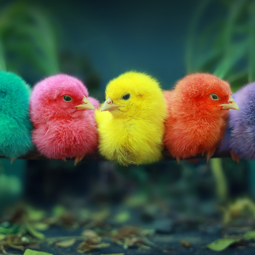 Красные птенцы. Разноцветные цыплята. Разноцветные птички. Разноцветные цыплята фото. Пушистая птица.