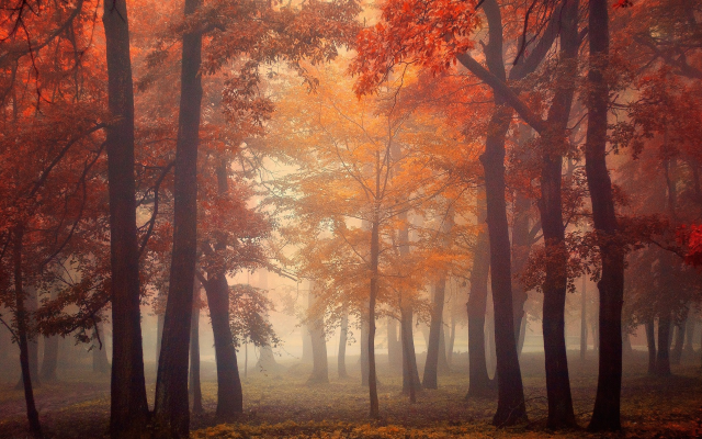 1920x1200 pix. Wallpaper nature, landscape, mist, trees, fall, leaves, red, park, morning, sunrise